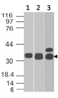 Monoclonal Mouse anti-Human EPCAM Antibody (WB)