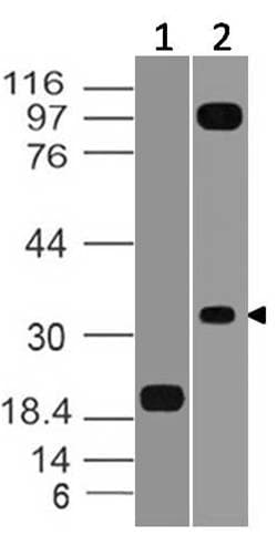 Monoclonal Mouse anti-Human VSIR / GI24 / VISTA Antibody (WB)