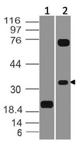 Monoclonal Mouse anti-Human VSIR / GI24 / VISTA Antibody (WB)