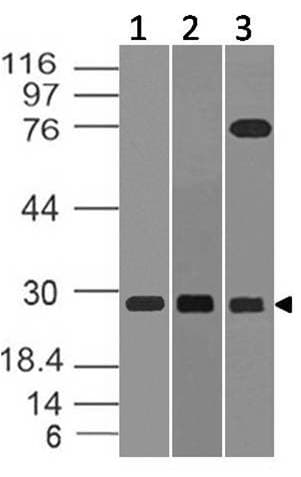 Monoclonal Mouse anti-Human TNFSF10 / TRAIL Antibody (WB)