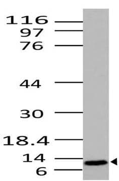 CYCS / Cytochrome c Antibody (clone ABM30D4)