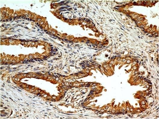 TLR2 Antibody (Azide-free)