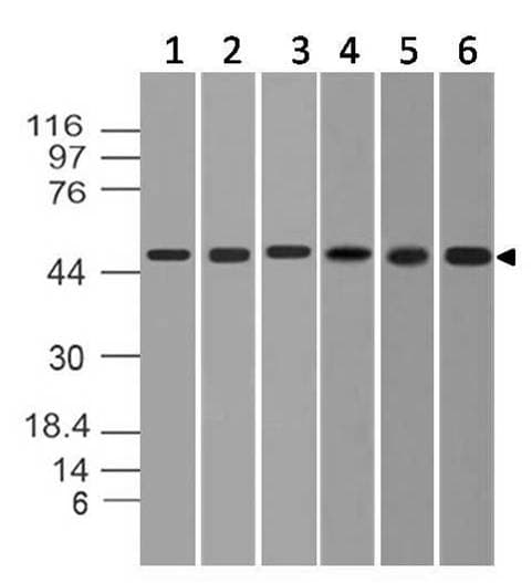 Monoclonal Mouse anti-Human RORC / ROR Gamma Antibody (WB)