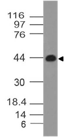 Monoclonal Mouse anti-Human IL3RA / CD123 Antibody (WB)