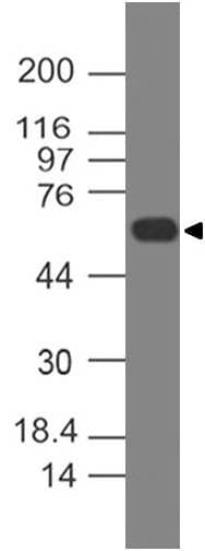 CD19 Antibody (clone CB19)