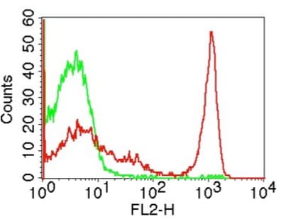 Monoclonal Rat anti-Mouse CD4 Antibody (clone GK1.5)