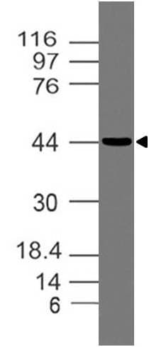 Monoclonal Mouse anti-Human OPG / Osteoprotegerin Antibody (WB)