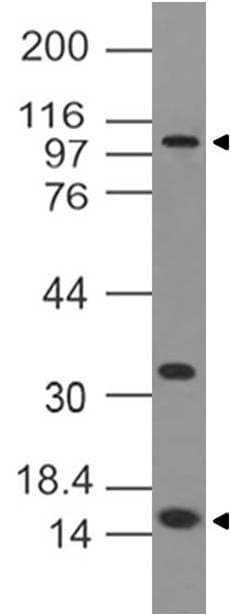 Monoclonal Mouse anti-Human DNMT3A Antibody (WB)