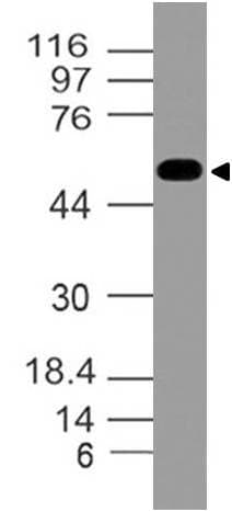 Polyclonal Rabbit anti-Human RTN4 / Nogo Antibody (WB)