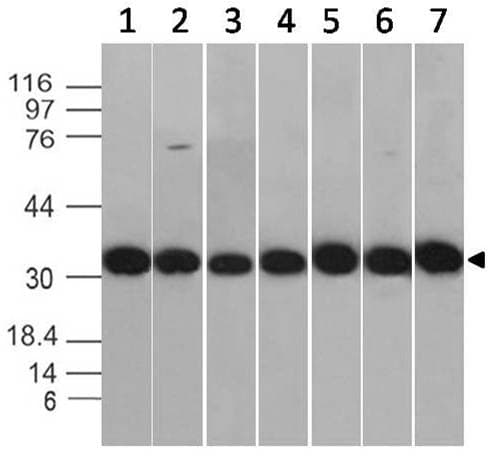 Monoclonal Mouse anti-Mouse ANXA5 / Annexin V Antibody (WB)