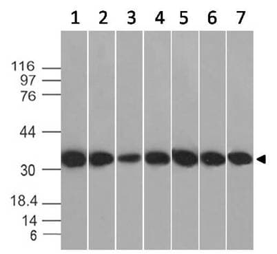 Monoclonal Mouse anti-Mouse ANXA5 / Annexin V Antibody (WB)