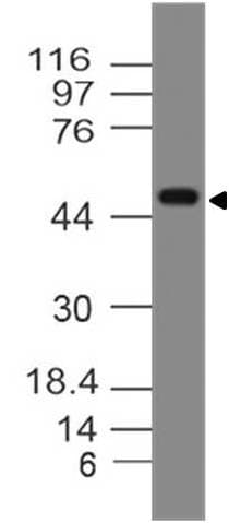 Polyclonal Rabbit anti-Human SIGLEC9 Antibody (WB)