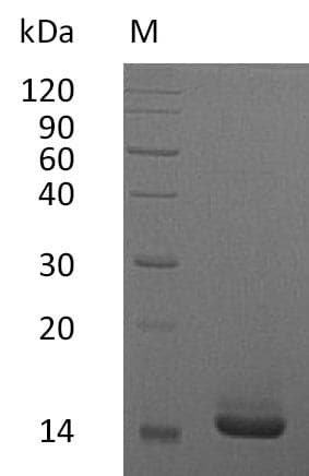 Human CSF2 / GM-CSF Protein (Recombinant)