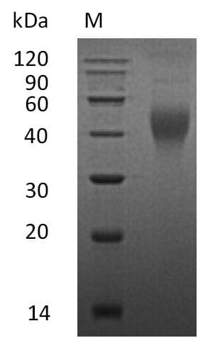 Mouse CSF1 / MCSF Protein (Recombinant)