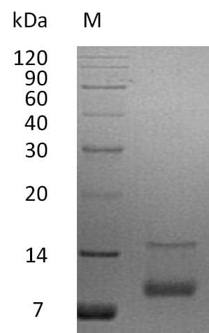 Human IGF1 Protein (Recombinant)