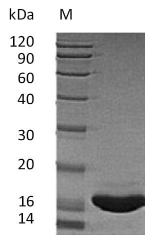 Human KITLG / SCF Protein (Recombinant)