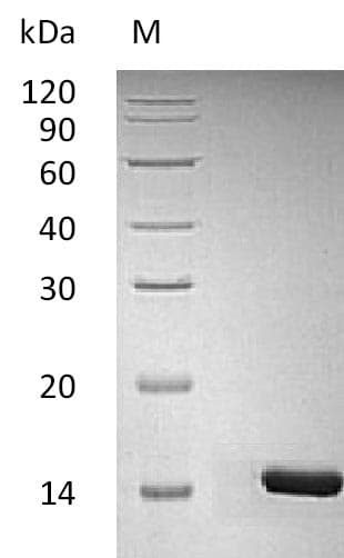 Human BDNF Protein (Recombinant)
