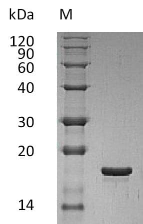 Human LIF Protein (Recombinant)