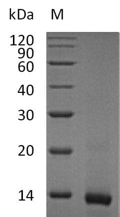 Mouse IL4 Protein (Recombinant)
