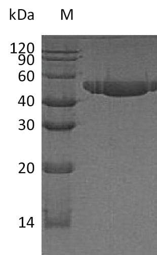 Human PVRL2 / CD112 Protein (Recombinant 6His, C-terminus)