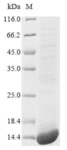 Human BMP3 Protein (Recombinant Myc,C-terminus)