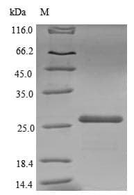 Spinach petE Protein (Recombinant 6His-SUMO, N-terminus)