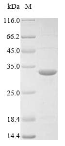 Staphylococcus aureus walK Protein (Recombinant 10His, N-terminus + Myc, C-terminus)