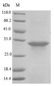 Staphylococcus aureus hly / Alpha-Hemolysin Protein (Recombinant)