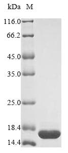 Staphylococcus aureus mazF Protein (Recombinant 6His, N-terminus)