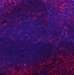 Monoclonal Mouse anti-Human SELPLG / PSGL-1 / CD162 Antibody (clone KPL-1, IHC, WB)