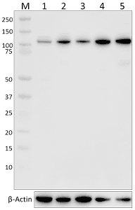 c-CBL Antibody (clone Poly6330)