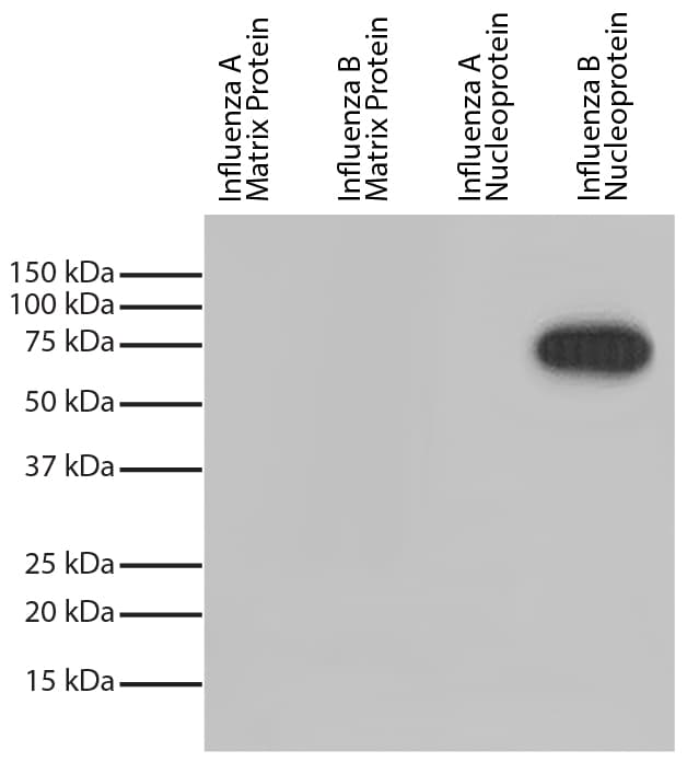 Influenza B Nucleoprotein Antibody (clone 3D7, HRP)