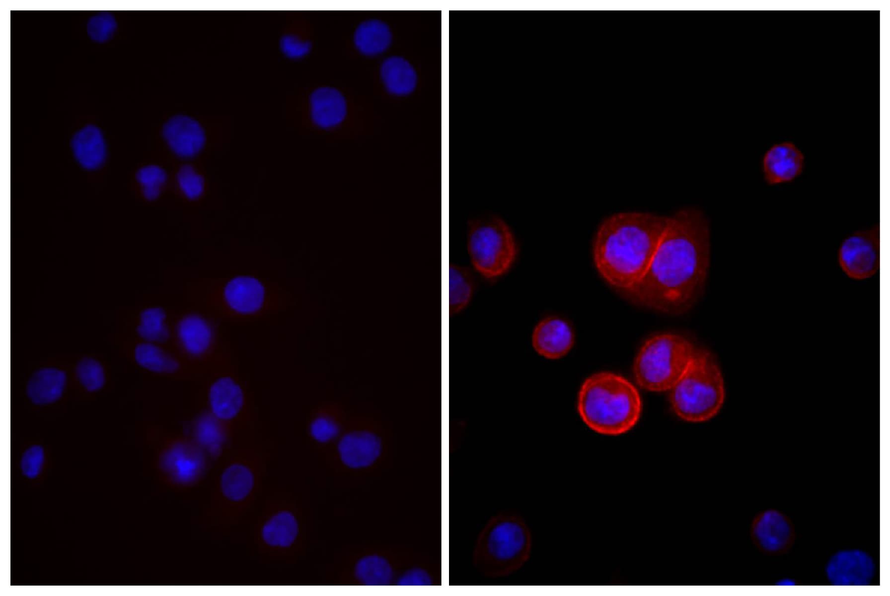 Donkey Anti-Mouse IgG Secondary Antibody