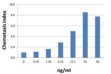 Human CXCL1 / GRO Alpha Protein (Recombinant)