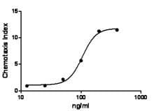 Human SDF1 / CXCL12 Protein (Recombinant)