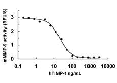 Human TIMP1 Protein (Recombinant)