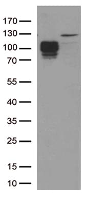 CD34 Antibody (clone OTI39B5, Carrier-free)