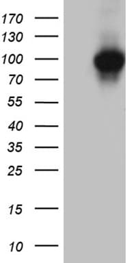 KEL / CD238 Antibody (aa166-420, clone OTI5E6)
