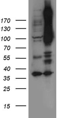 NOTCH4 Antibody