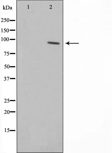Polyclonal Rabbit anti-Human ZNF337 Antibody (IF, WB)