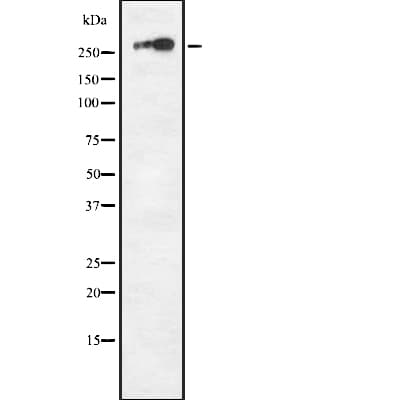 Polyclonal Rabbit anti-Human Neurofibromin / NF1 Antibody (IF, WB)