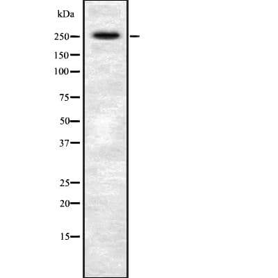 AKAP6 / MAKAP Antibody