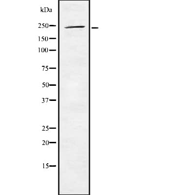 WNK2 Antibody