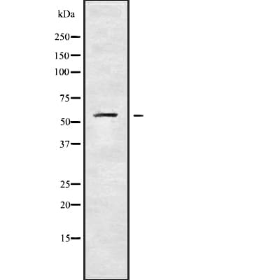 KCNS1 Antibody