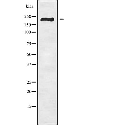 SCN11A / Nav1.9 Antibody