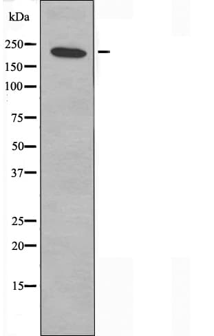 Polyclonal Rabbit anti-Human NUMA1 / NUMA Antibody (IHC, IF, WB)