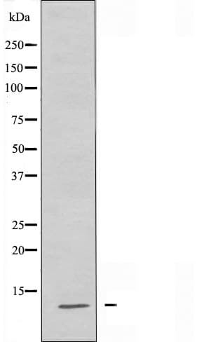Polyclonal Rabbit anti-Human Histone H4 Antibody (IHC, IF, WB)