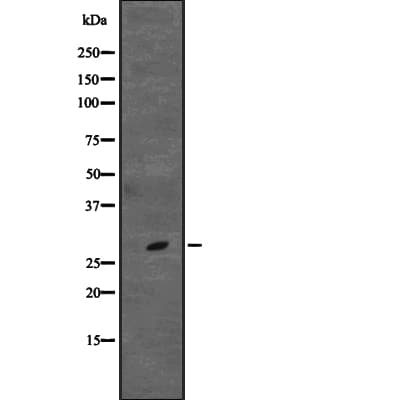 Polyclonal Rabbit anti-Human CD48 Antibody (IHC, IF, WB)