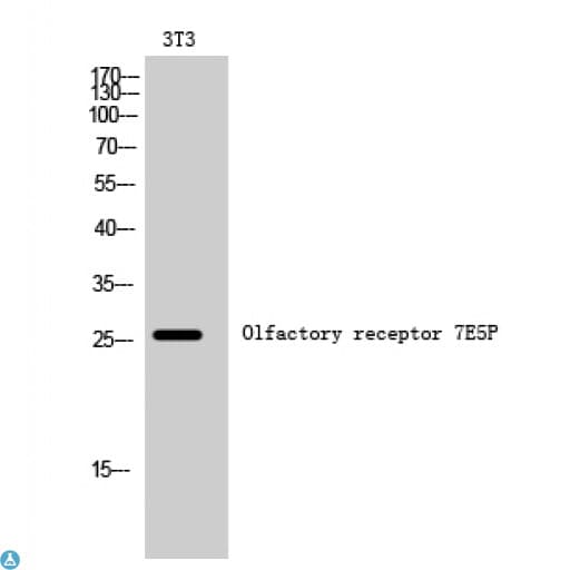 Polyclonal Rabbit anti-Human OR7E5P Antibody (IF, WB)