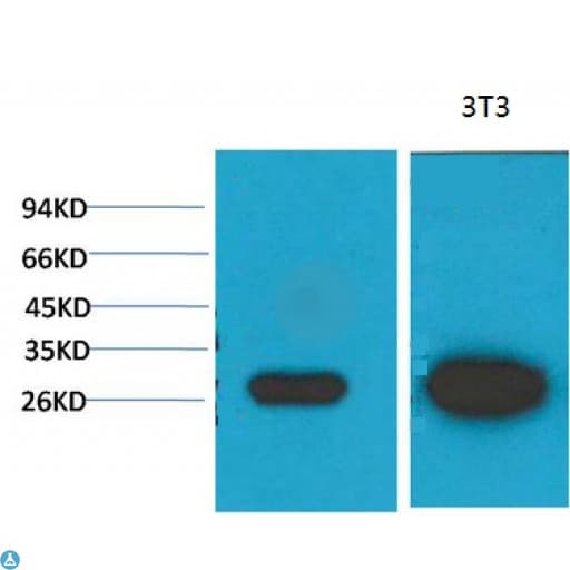 Monoclonal Mouse anti-Human LGALS3 / Galectin 3 Antibody (IHC, WB)